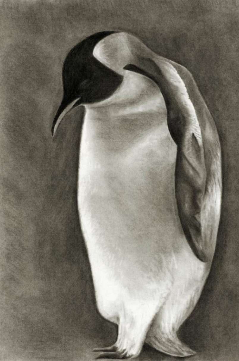 A charcoal drawing of an emperor penguin standing with its head bowed and turned to one side, softly lit against a smudged grey ground.